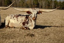 HS Top Shelf Freckles