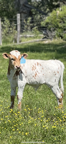 Cowboy Casanova X Concealed Blade 25 Bull
