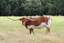 Brazos Blade 57/20