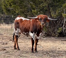 BUX10 20G X RIO SUGAR