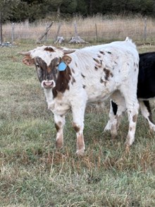 Cowboy Casanova X Concealed Blade 25 Bull