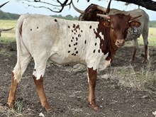 #41 20G X Awesome Rebel