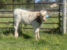 Cowboy Casanova X Concealed Blade 25 Bull