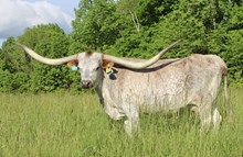 SDR SAFARI ALTHA