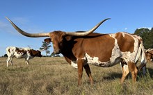 LTR ITS SUNNY IN RIO