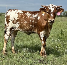 Arrow Heifer