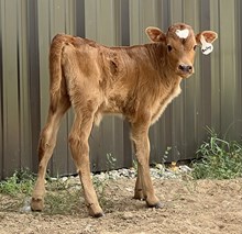 20 Gauge x Catchit Baily Heifer Calf