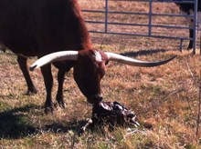 2015 Goody Heifer