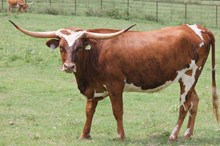 88- unnamed heifer