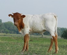 LLL MAXAMILLION X JBM TERRIFIC AGAVE BULL CALF