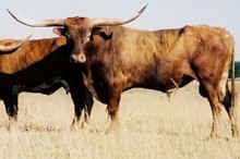 Matamoros