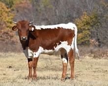 #2219 - Bayou Sunshine x TK Lee
