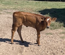 #2232 - HR Rosette x Pacific Cowboy 40