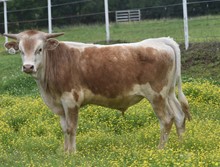 #2255 - HR Iron Rose x Pacific Cowboy 40