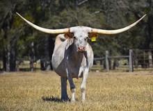 BOR Platinum Dust II