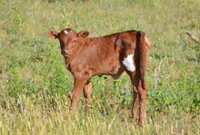 TJD PRETTY IN RED HEIFER