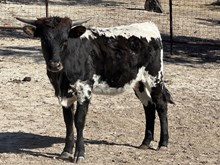 Pretty Over and Under