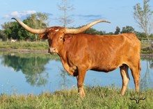 RD Rose's Texas Blossom