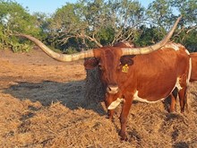 SR 007's Ring of Fire 630