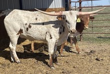 WLR LEE'S BELLFLOWER X JAMMIN TEX -(B) TAG 501
