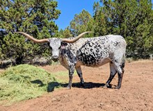 SSR AMAZON'S AMIDALA