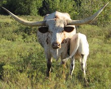 La Nova Cowgirl CPL