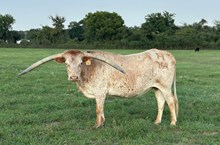 BRAZOS ROSE JENNIE 754 