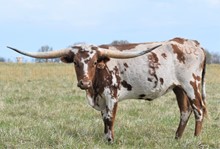 RJF CASANOVA ANNE