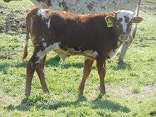 GALA SHOW STARS BULL R2923 TAG 94