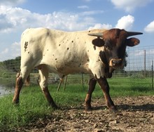 Rim Rock Steer 