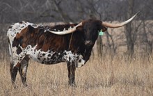 JBR LIBERTY BELL 211