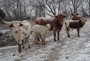 Winter in Kansas